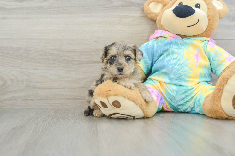 8 week old Yorkie Poo Puppy For Sale - Simply Southern Pups