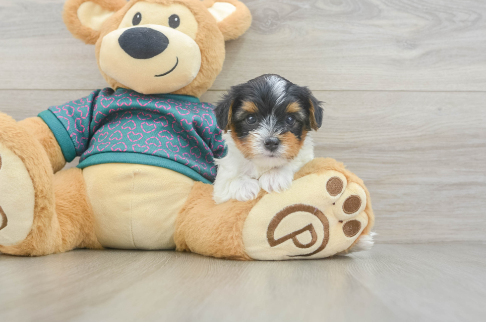 6 week old Yorkie Poo Puppy For Sale - Simply Southern Pups