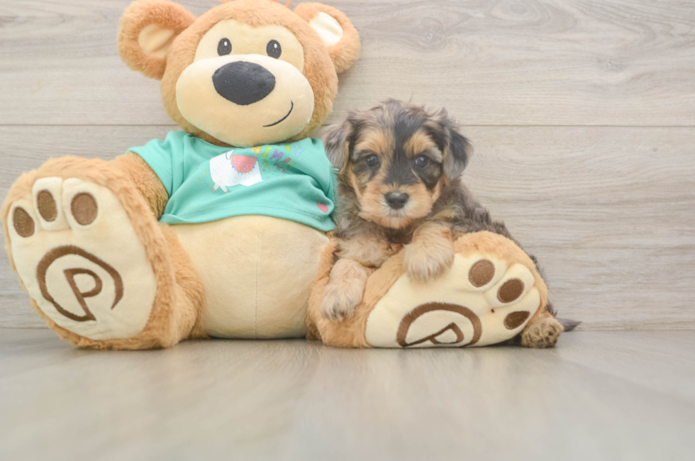 5 week old Yorkie Poo Puppy For Sale - Simply Southern Pups