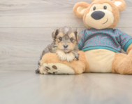 7 week old Yorkie Poo Puppy For Sale - Simply Southern Pups