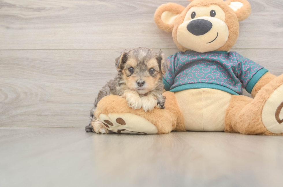 5 week old Yorkie Poo Puppy For Sale - Simply Southern Pups