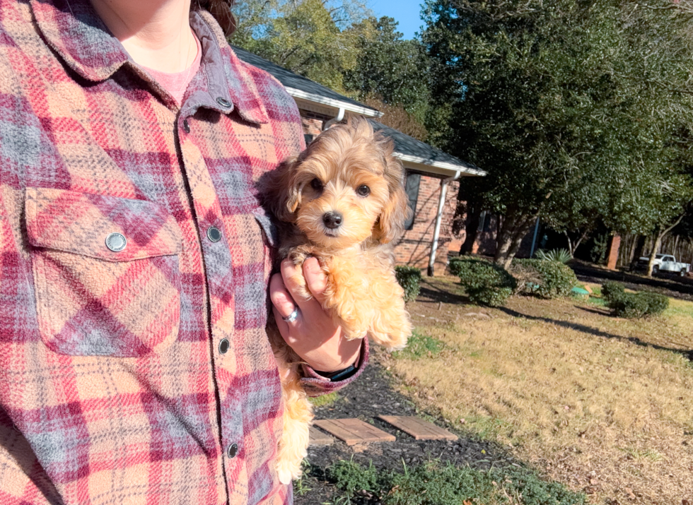 Best Yorkie Poo Baby