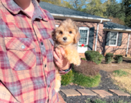 11 week old Yorkie Poo Puppy For Sale - Simply Southern Pups