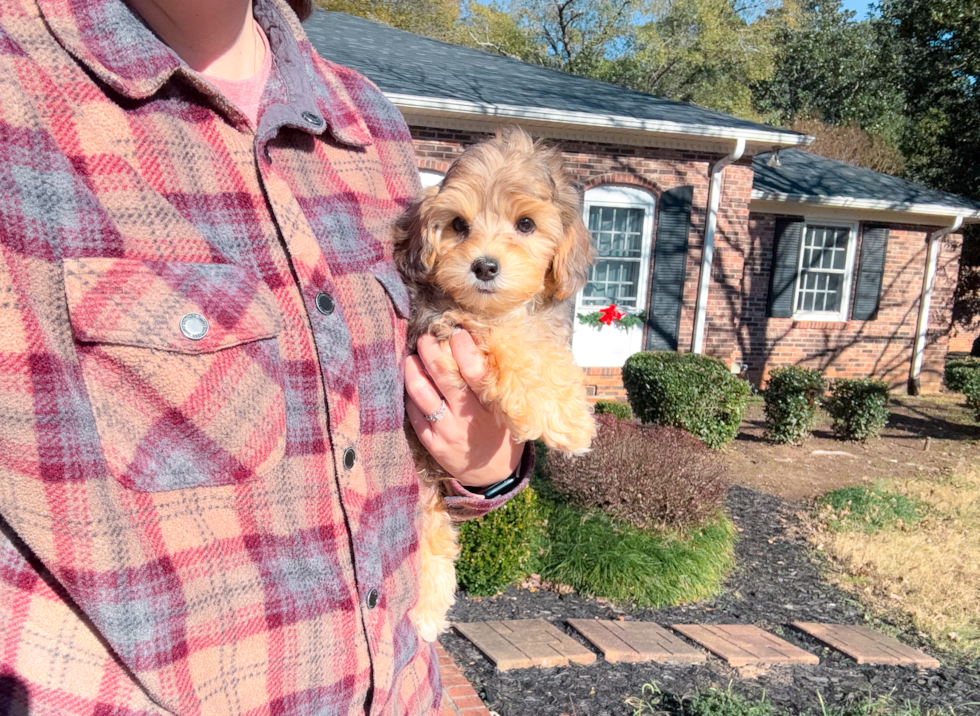 Yorkie Poo Pup Being Cute