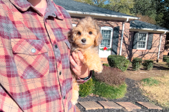 Yorkie Poo Pup Being Cute