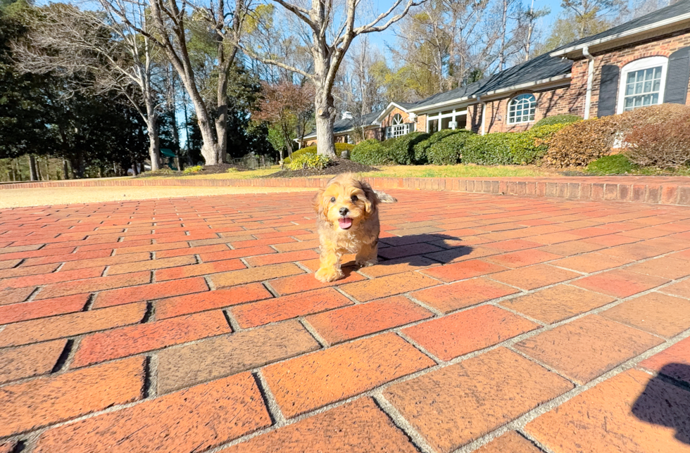 Best Yorkie Poo Baby