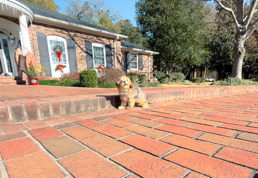 Cute Yorkie Doodle Poodle Mix Puppy