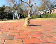 10 week old Yorkie Poo Puppy For Sale - Simply Southern Pups