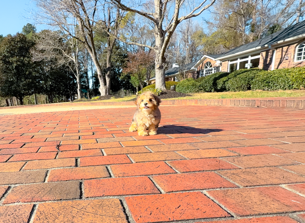 Cute Yorkie Poo Poodle Mix Pup