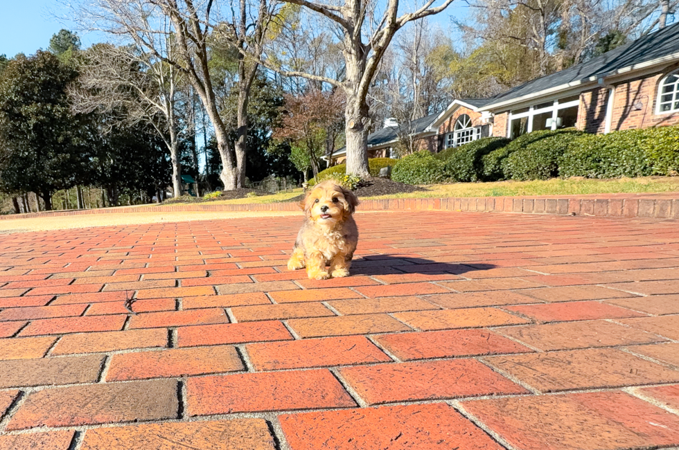 10 week old Yorkie Poo Puppy For Sale - Simply Southern Pups