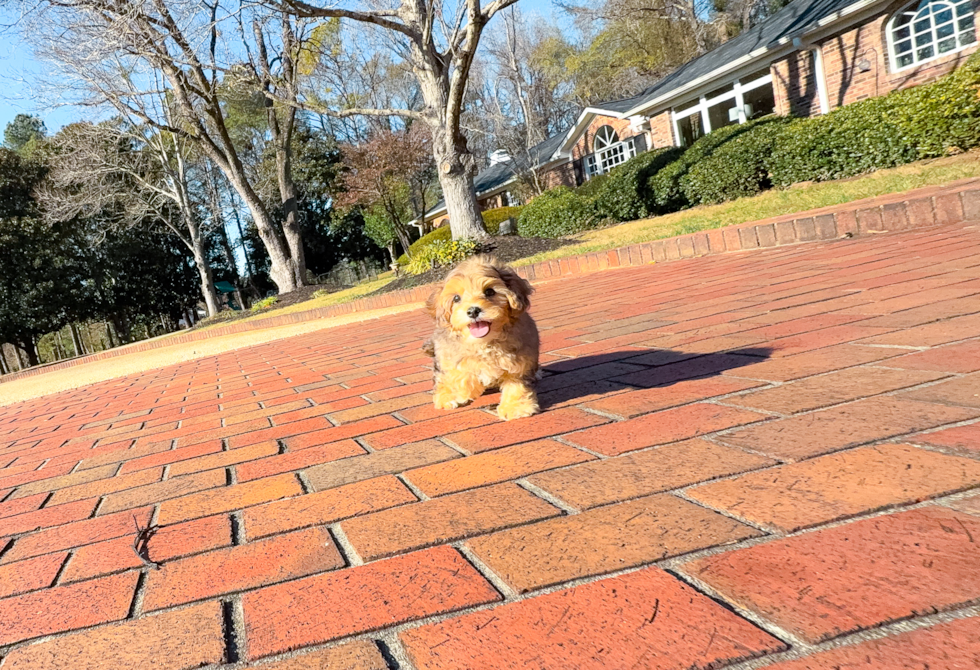 Cute Yorkie Doodle Poodle Mix Puppy
