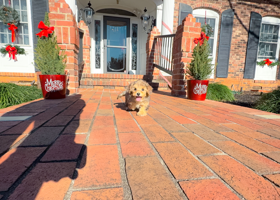 Yorkie Poo Puppy for Adoption