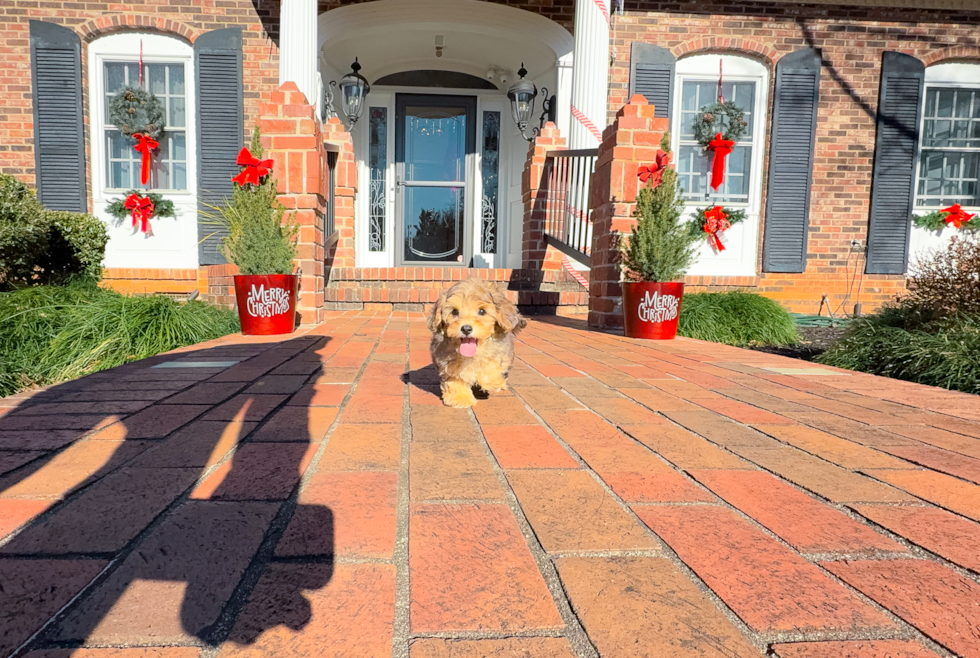 Yorkie Poo Puppy for Adoption