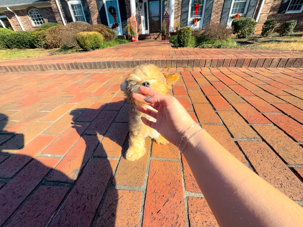 Yorkie Poo Puppy for Adoption