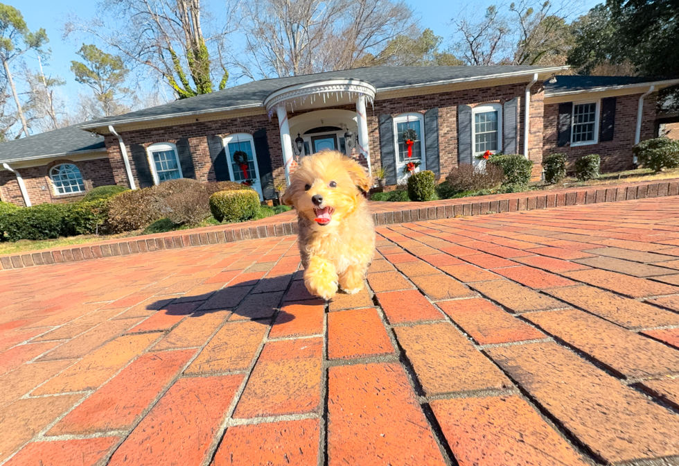 Cute Yorkie Poo Baby