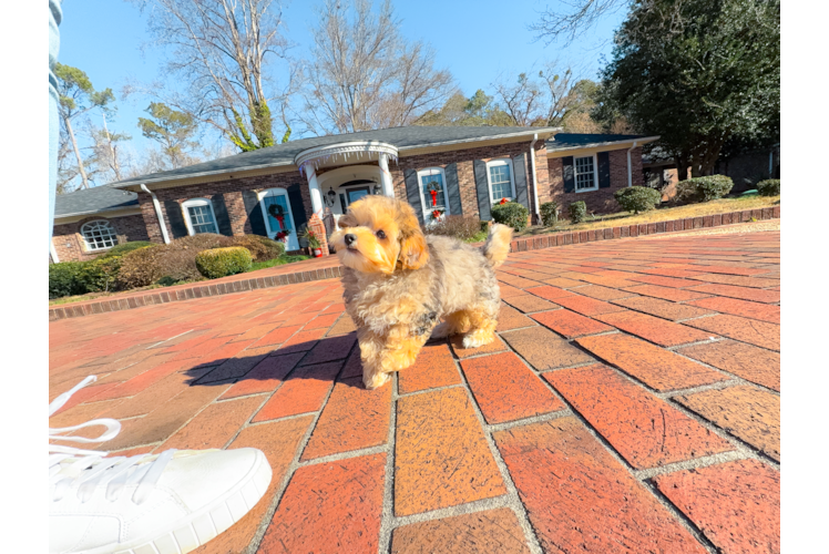Cute Yorkie Poodle Mix Poodle Mix Puppy