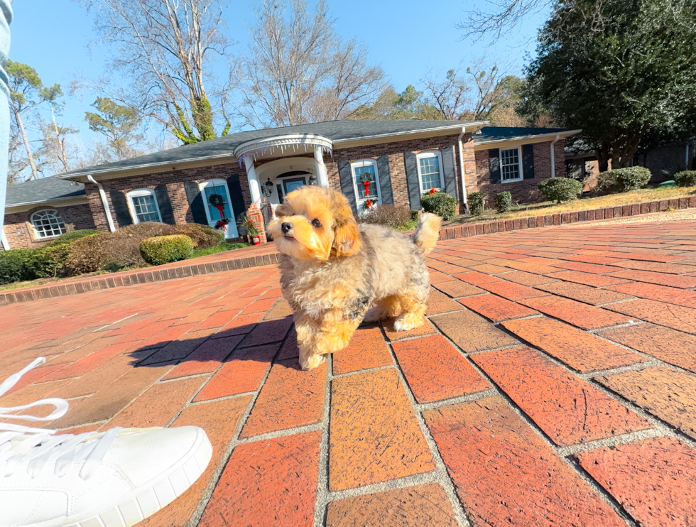 Cute Yorkie Poodle Mix Poodle Mix Puppy