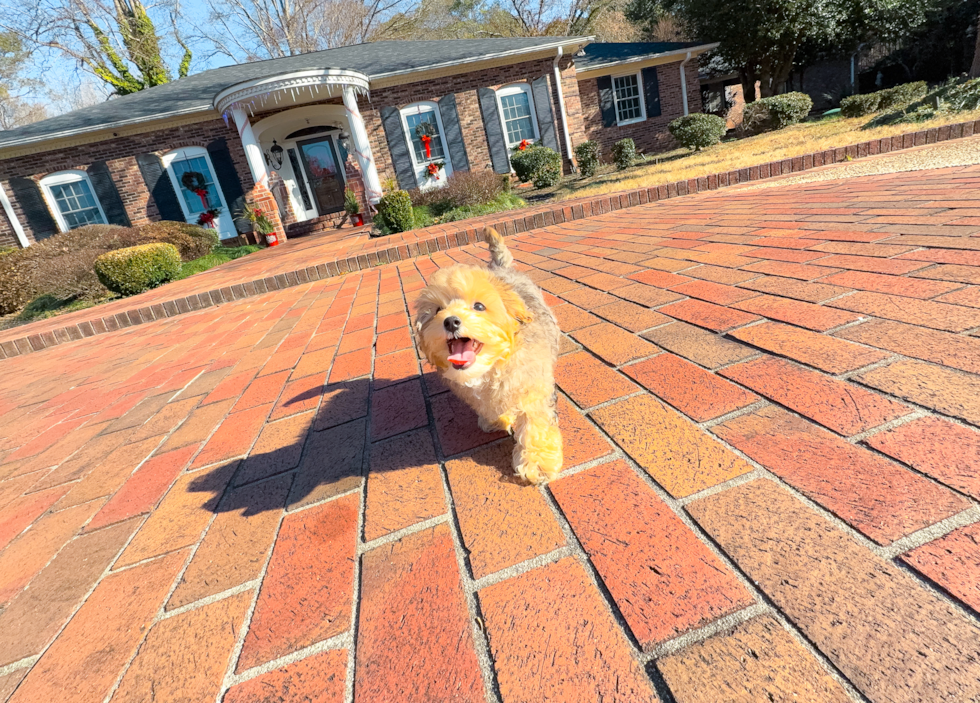 Cute Yorkie Poo Baby