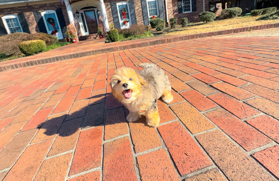 Yorkie Poo Puppy for Adoption