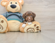 7 week old Yorkie Poo Puppy For Sale - Simply Southern Pups