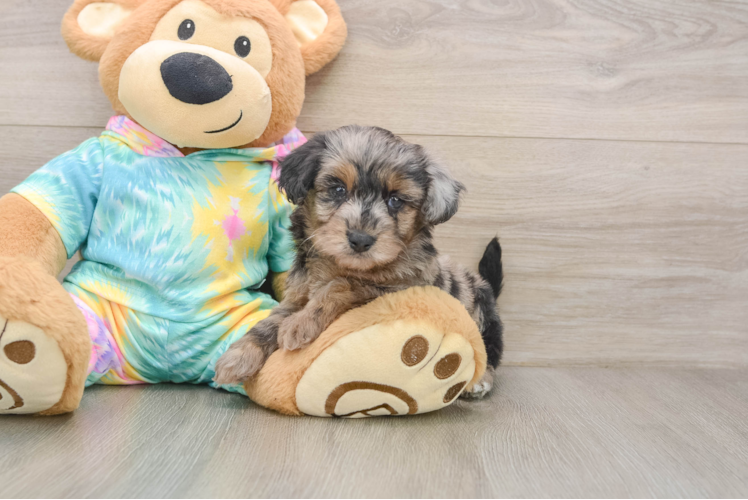 Yorkie Poo Pup Being Cute