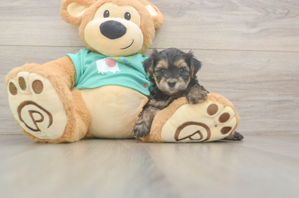 5 week old Yorkie Poo Puppy For Sale - Simply Southern Pups