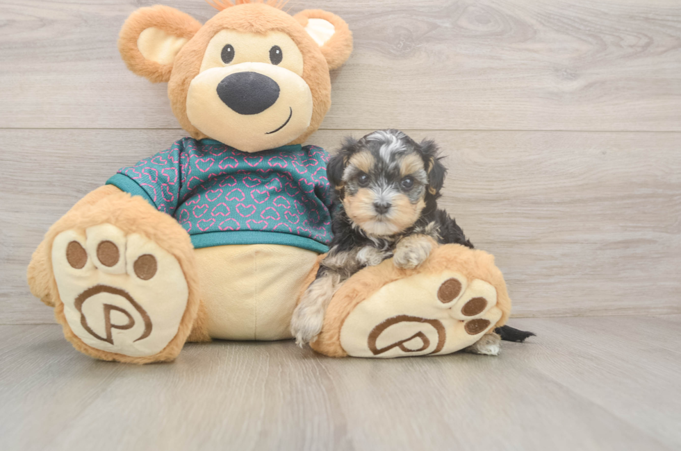 5 week old Yorkie Poo Puppy For Sale - Simply Southern Pups