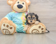 8 week old Yorkie Poo Puppy For Sale - Simply Southern Pups