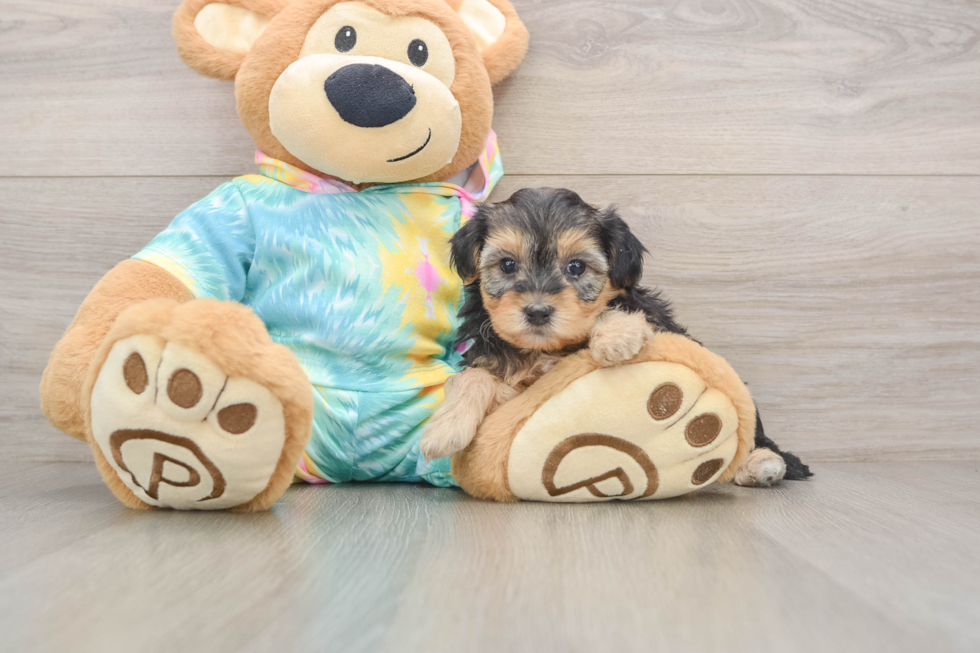 Happy Yorkie Poo Baby