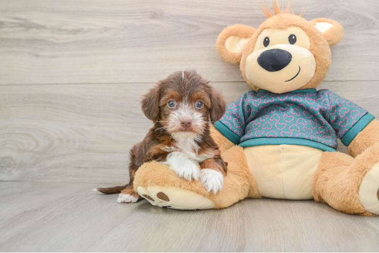 Little Yorkie Poodle Mix Poodle Mix Puppy