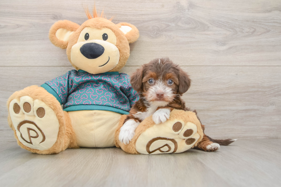 Yorkie Poo Puppy for Adoption