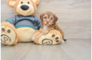 Happy Yorkie Poo Baby