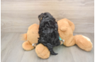 Best Yorkie Poo Baby
