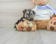 8 week old Yorkie Poo Puppy For Sale - Simply Southern Pups