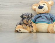 7 week old Yorkie Poo Puppy For Sale - Simply Southern Pups