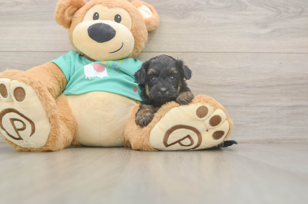 5 week old Yorkie Poo Puppy For Sale - Simply Southern Pups