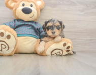 7 week old Yorkie Poo Puppy For Sale - Simply Southern Pups