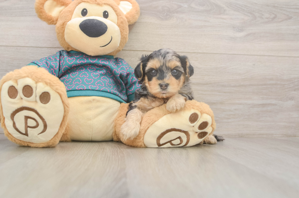 5 week old Yorkie Poo Puppy For Sale - Simply Southern Pups