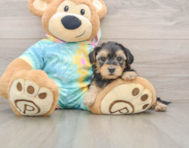 8 week old Yorkie Poo Puppy For Sale - Simply Southern Pups