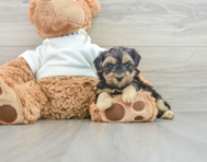 6 week old Yorkie Poo Puppy For Sale - Simply Southern Pups