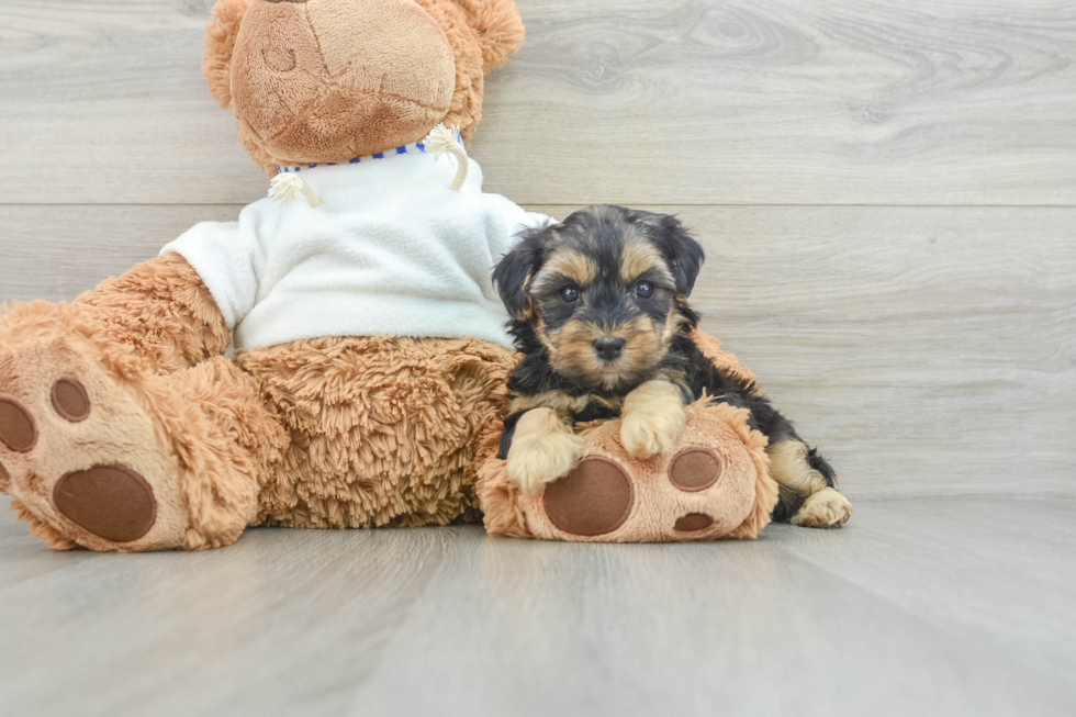 Petite Yorkie Poo Poodle Mix Pup