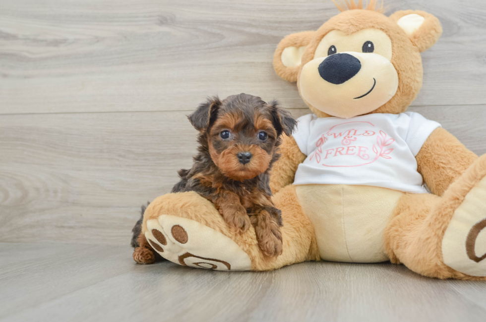 6 week old Yorkie Poo Puppy For Sale - Simply Southern Pups