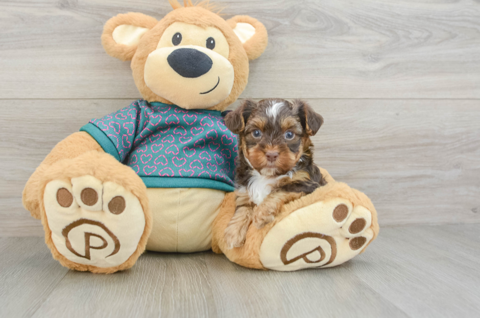 5 week old Yorkie Poo Puppy For Sale - Simply Southern Pups