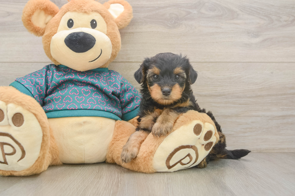 5 week old Yorkie Poo Puppy For Sale - Simply Southern Pups