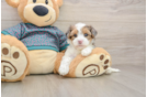 Yorkie Poo Pup Being Cute