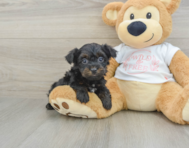 6 week old Yorkie Poo Puppy For Sale - Simply Southern Pups