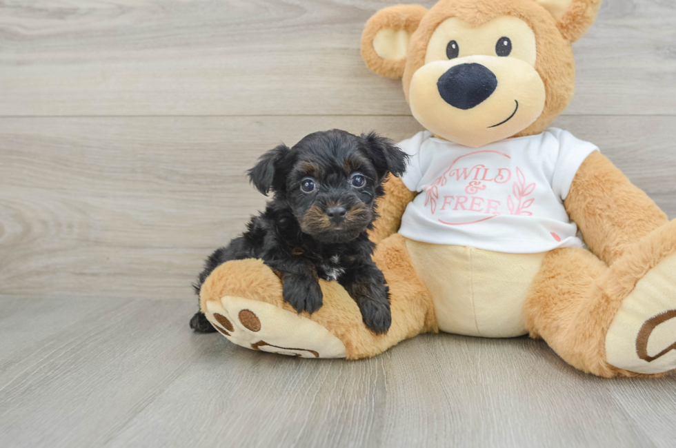 6 week old Yorkie Poo Puppy For Sale - Simply Southern Pups