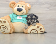 7 week old Yorkie Poo Puppy For Sale - Simply Southern Pups