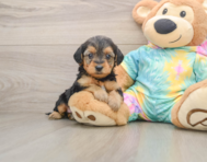 8 week old Yorkie Poo Puppy For Sale - Simply Southern Pups
