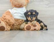 8 week old Yorkie Poo Puppy For Sale - Simply Southern Pups